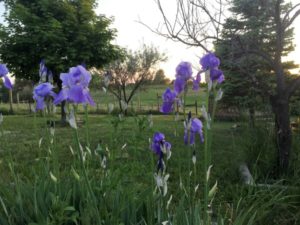 Purple Flowers - resized